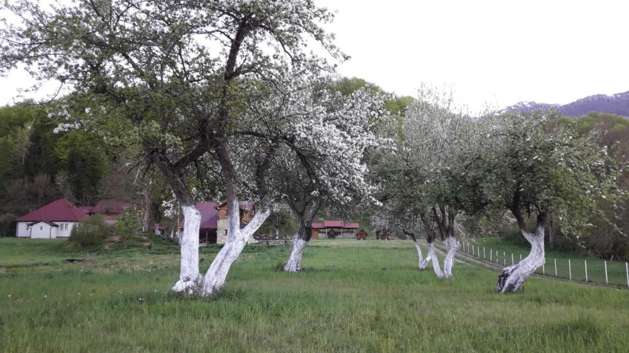 Camp &Apartmens Scepanovic Mojkovac Bagian luar foto